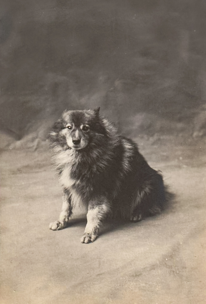 Wolfsspitz ca. 1910