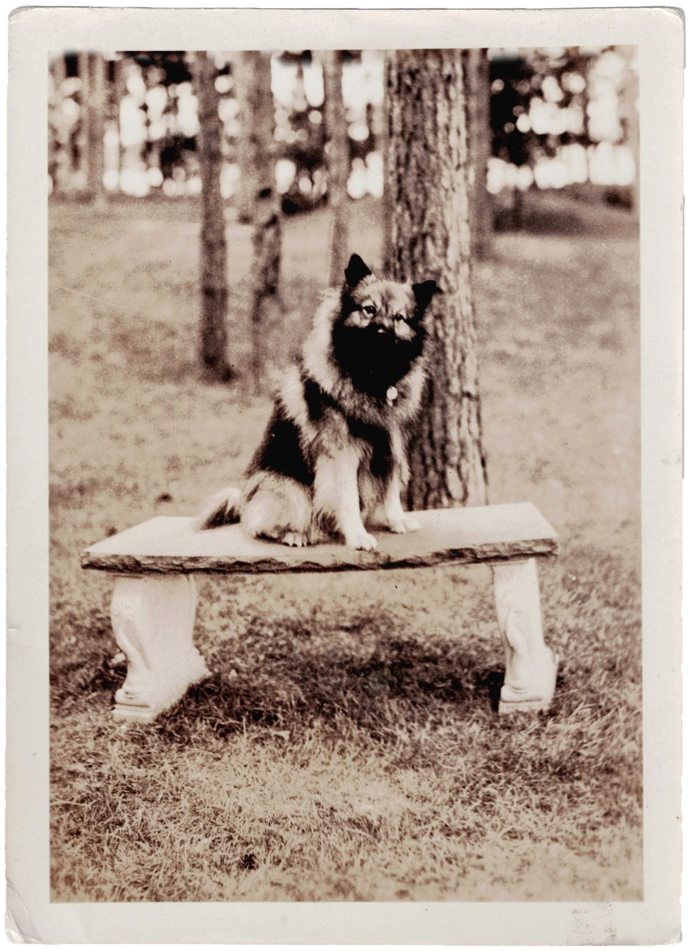 images/Historische-Bilder/Wolfsspitz-Keeshond-1940-USA.png#joomlaImage://local-images/Historische-Bilder/Wolfsspitz-Keeshond-1940-USA.png?width=1421&height=1960