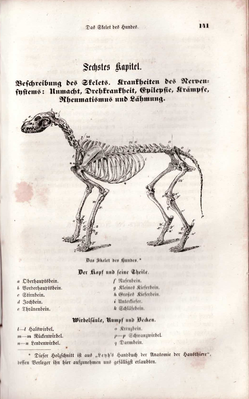 Der Hund - Prof. Dr. Weiß - Nach dem Englischen mit Anmerkungen und Zusätzen