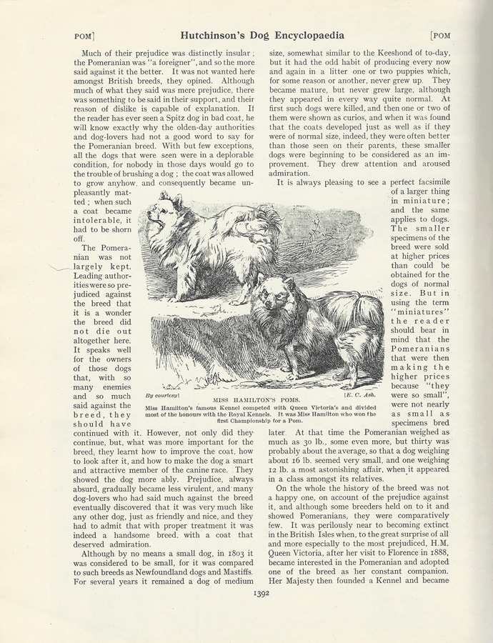 Hutchinson's Dog Encyclopaedia Spitz Pomeranian